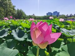 -莲花池公园