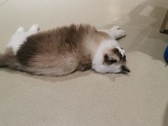 -藏猫猫咖啡主题馆(中央大道店)