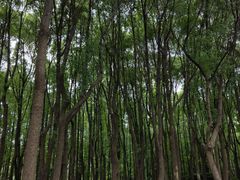 -黄兴公园