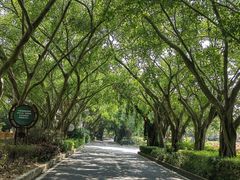 -大屏嶂森林公园