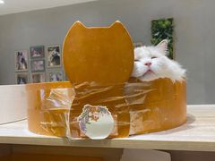 -藏猫猫咖啡主题馆(中央大道店)