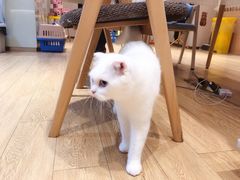 -Pets First伊珊娜洗护·精致美容·家庭式寄养(新会路店)