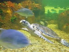 -沙沙哗啦海洋馆(华宇百花谷店)