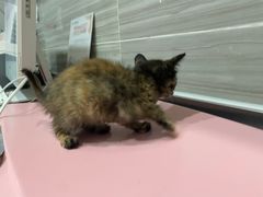-瑞派名望志远动物医院·猫科·內科·异宠专科(直港大道店)