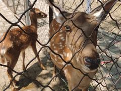 -长白岛森林公园