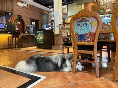 大堂-more than meow吴止猫主题餐厅(承德 中船汇店)