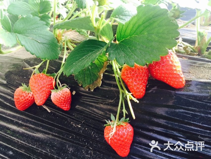 幸福草莓园草莓采摘((未来科技城园))图片 - 第2张
