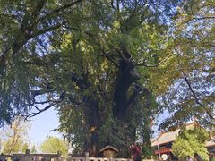 -大槐树寻根祭祖园