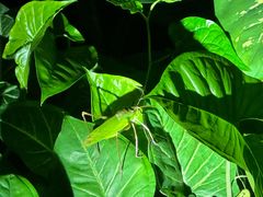 -中国科学院西双版纳热带植物园