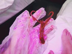 -周黑鸭(深圳罗湖区东门九龙城店)