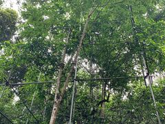 -西双版纳原始森林公园