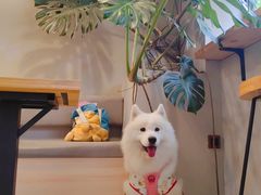 -小意思咖啡店(草桥店)