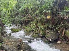 -天目山大树王景区