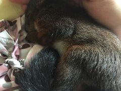 -雨林宠物医院 非犬猫异宠专科