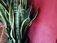 -阿鹏故事云南野生菌火锅(人民路店)