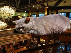 -more than meow吴止猫主题餐厅(承德 中船汇店)