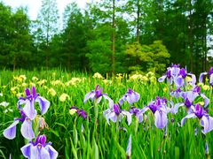 -上海共青森林公园