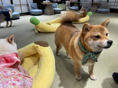 -逗柴咖啡屋·狗咖猫咖宠物桌游