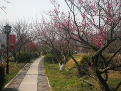 -香雪海