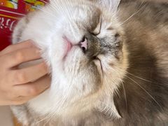 -怪兽屋·羊驼·猫咖·狗咖(俊华广场店)