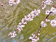 -桃花堤公园