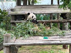 -西霞口神雕山野生动物世界
