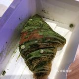 里面超大块蛋黄，芋泥混合着肉松