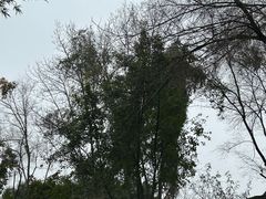 -成都大熊猫繁育研究基地