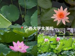 -广西大学(大学东路校区)