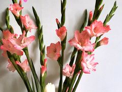 -循礼门鲜花花市(武汉循礼门店)