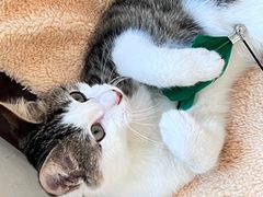 -嘉馨宠物医院·CT影像转诊·心脏科·犬猫全科诊疗中心(下沙大学城院区)