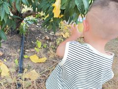 -老袁家蜜桃农场·阳山水蜜桃