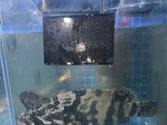 -老班长大酒店(海关大楼店)