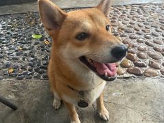 -柴犬高等学院·狗咖·柴犬售卖·宠物训练