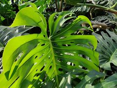 -北京植物园-展览温室