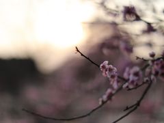 -秀丽东方