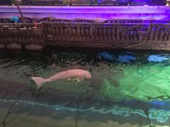 -悉尼海洋生物水族馆