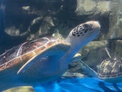 -欢乐海岸海洋奇梦馆