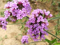 -北京东方普罗旺斯薰衣草庄园
