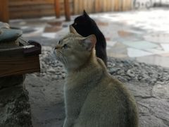 -喵屿·大理花园猫咖