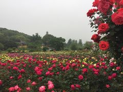 -鹅湖玫瑰文化园