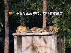 -清迈夜间动物园