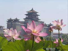-莲花池公园