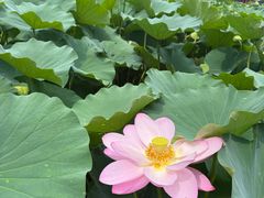 -莲池书院博物馆