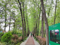 -合肥滨湖国家森林公园