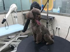 -暖阳宠物医院·犬猫康复中心·骨科