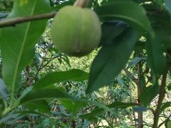 -上海市龙华烈士陵园