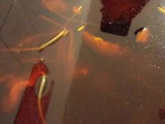 -仔耳朵冷锅鱼蛙芋儿鸡(莲花东路店)