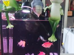 -中环花鸟鱼虫市场