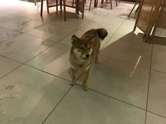 -柴务处·柴犬主题狗咖